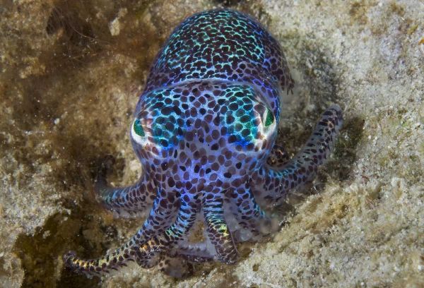 Nocturnal bobtail squid, Aljui Bay, Indonesia